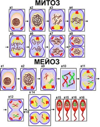 Модель-аппликация "Деление клетки. Митоз и мейоз"