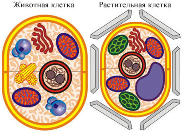 Модель-аппликация "Строение клетки"