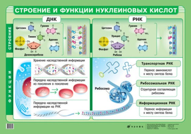Таблицы «Химия Белки и нуклеиновые кислоты»