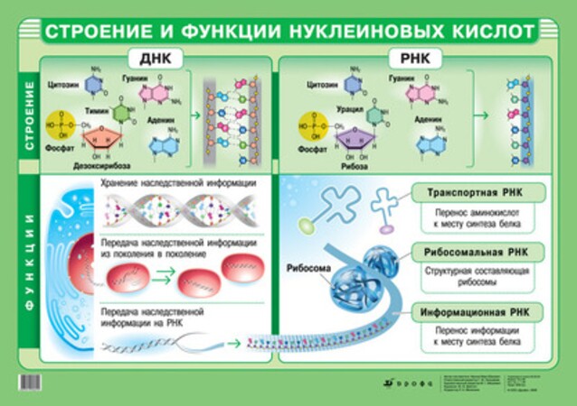 Таблицы «Химия Белки и нуклеиновые кислоты»